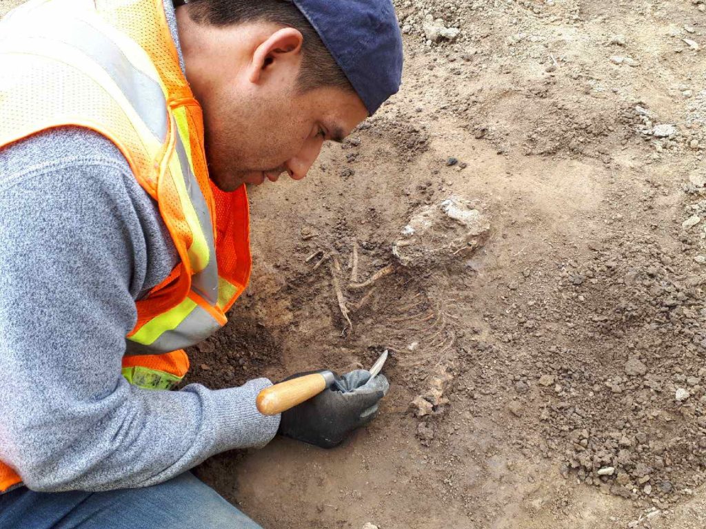 Field archaeology featured employee Jose Gutierrez uncovers an animal burial